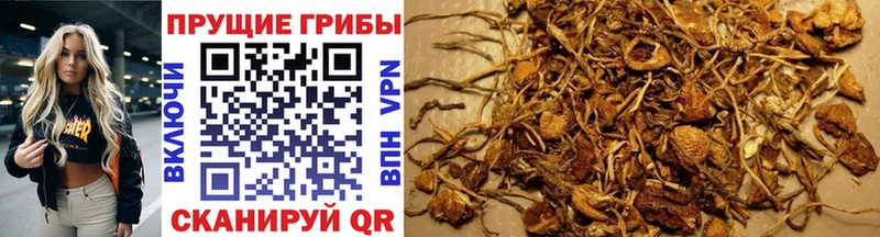 кракен рабочий сайт  Вичуга  Галлюциногенные грибы мицелий 
